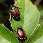 Beetles